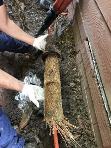 Pipe Relining fixed blocked drain caused by tree roots in Sutherland Shire